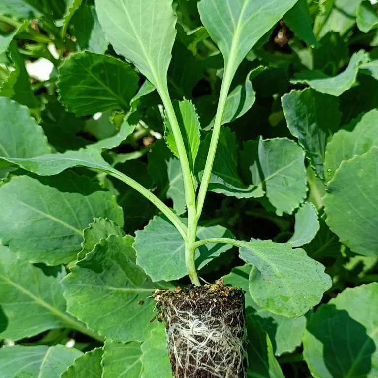 IMG_20240905_100645_758