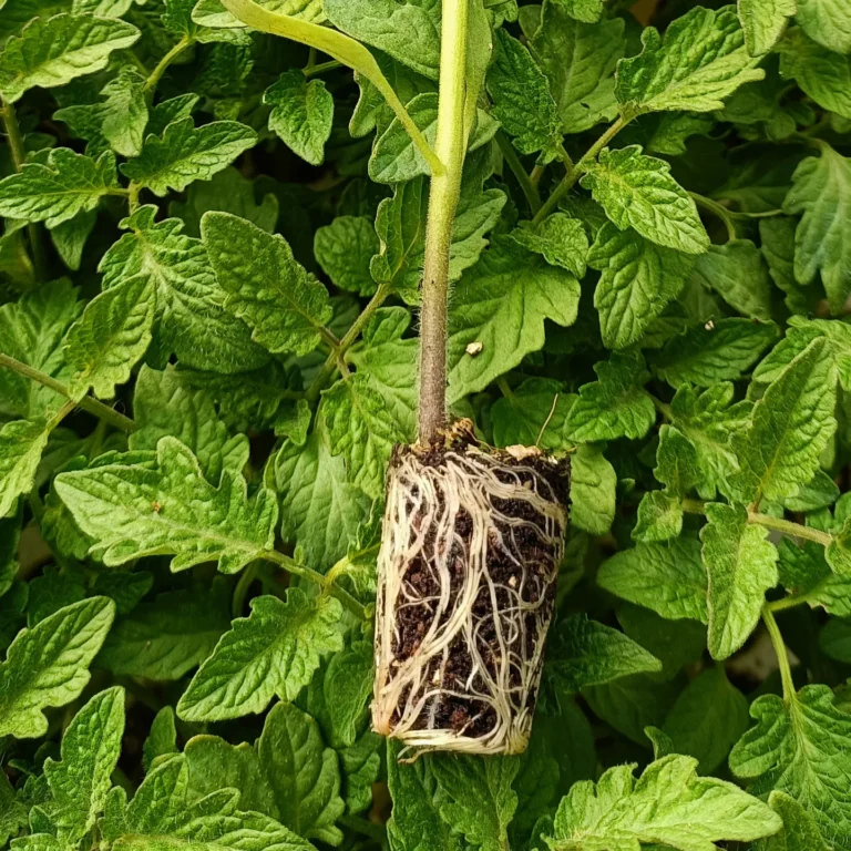 IMG_20240918_104235_712