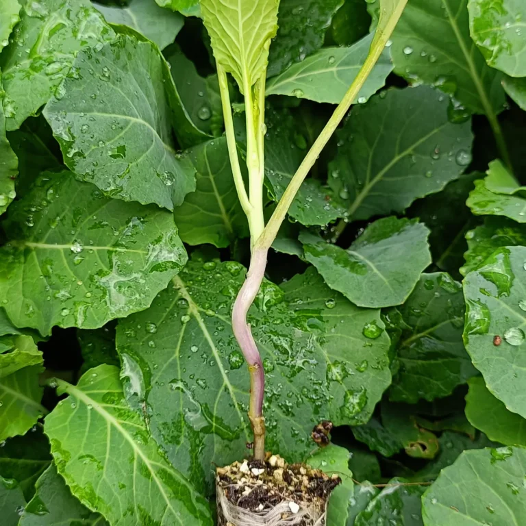 IMG_20240918_104235_744